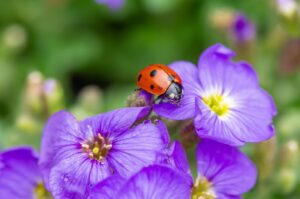 marienkäfer, insekt, glücksbringer, punkte, blüte, bestäubung, frühling, strauch, farbe, blätter, pollen